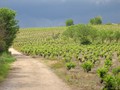 samotnosc wsrod urodzajnych równin La Rioja i granatowych chmur mknacych po niebie